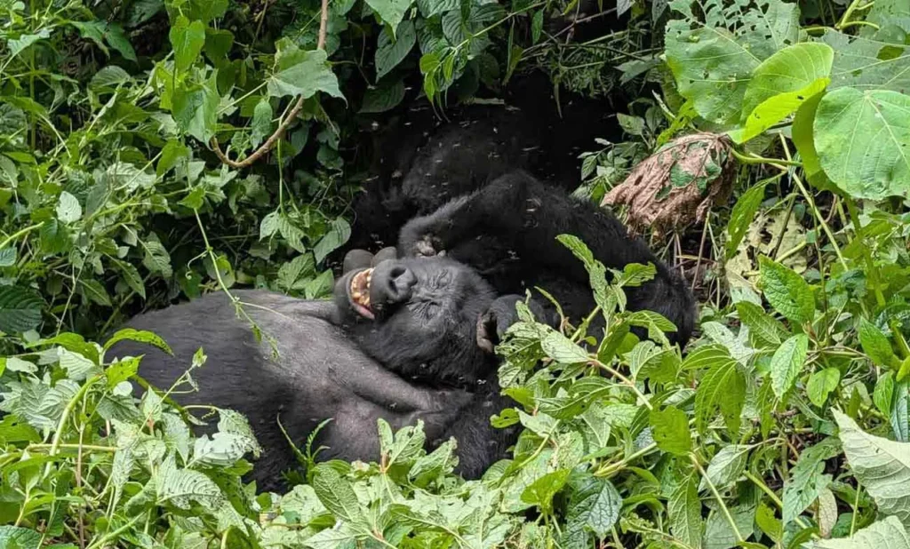 gorilla trekking transparency report