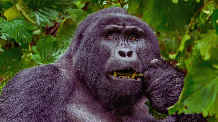 Gorilla Permit Price Prediction 2027