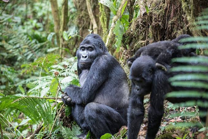 Gorilla Safari Annual Report