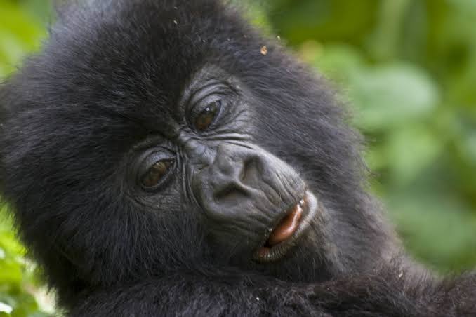 Gorilla Trekking Accessibility Audit
