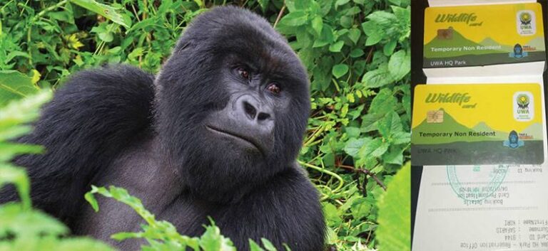 Gorilla Trekking Warden Contact Details