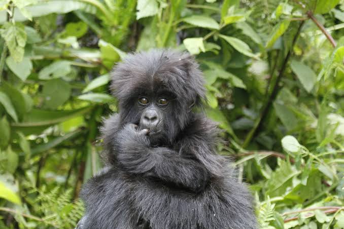 Learn about gorilla trekking wildlife police Uganda, their role in conservation, anti-poaching operations, visitor safety, wildlife protection, and law enforcement.