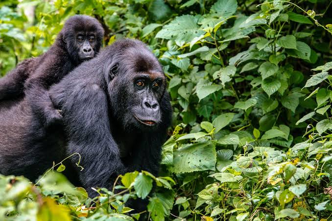 Gorilla Trekking Wildlife Police Rwanda