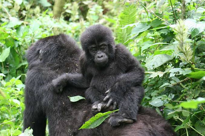Learn whether a gorilla permit lottery system exists, how gorilla trekking permits are allocated, reservation procedures, permit availability, and booking tips.