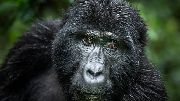 Gorilla Permit Resale Illegal