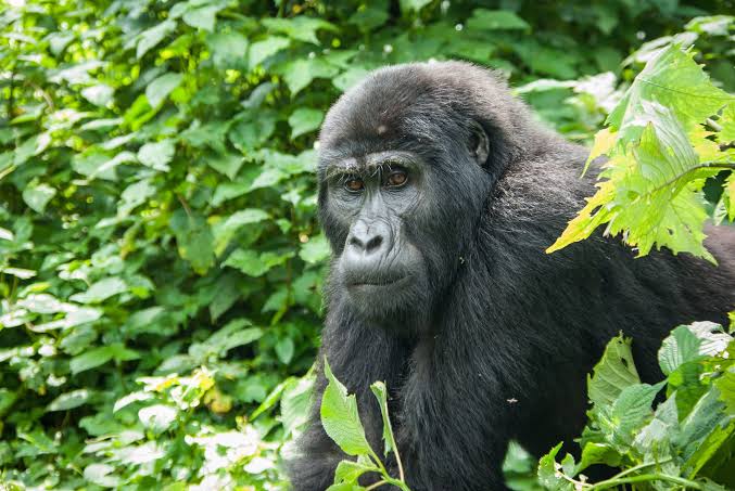 Gorilla Permit Black Market Risk