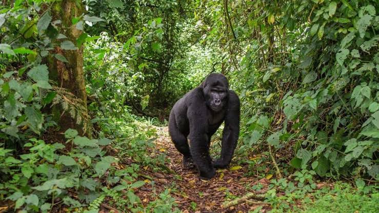 Plant a Tree Gorilla Trekking