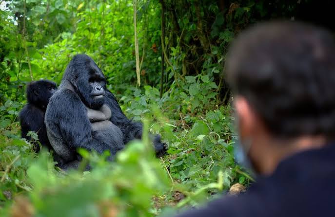 Gorilla Trekking Travel Talk Forum