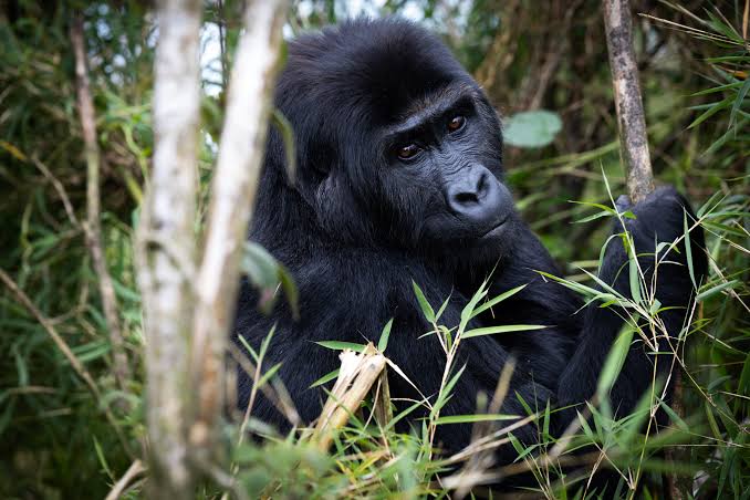 Sponsor a Ranger Gorilla
