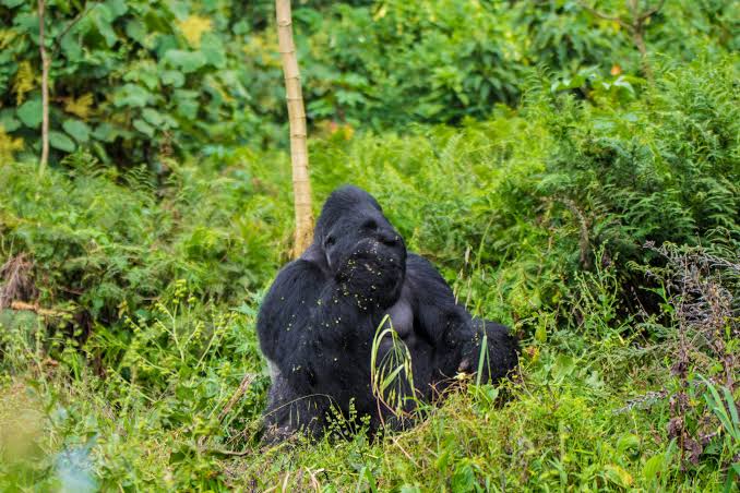 Donate Gorilla Conservation Uganda