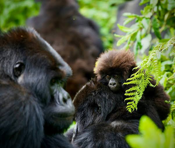 Gorilla Trekking Carbon Credit