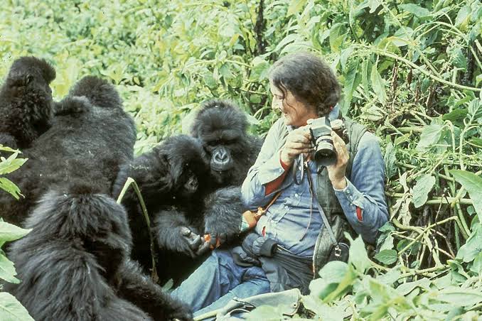 Gorilla Trekking Corporate CSR