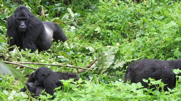 Gorilla Living Wage Uganda