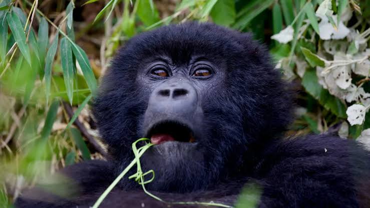 Gorilla Trekking Anti-Corruption Policy