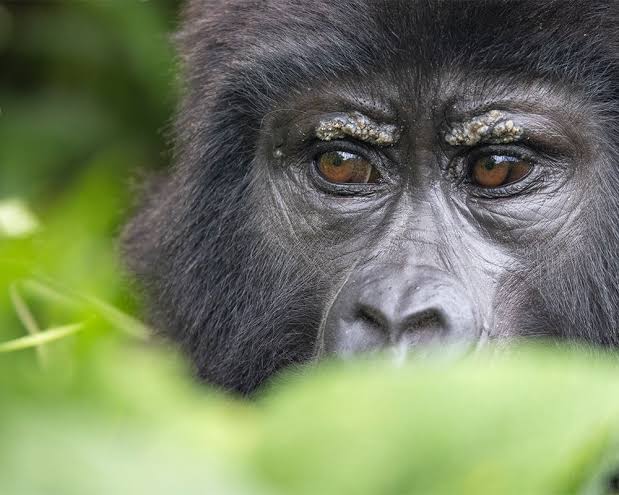 Gorilla Safari Annual Report: