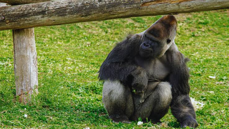 Gorilla Trekking Wall Calendar 2026