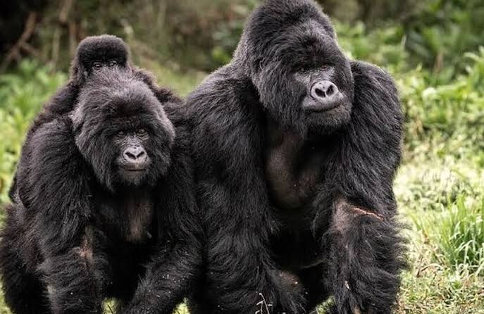 gorilla trekking geography lesson plan