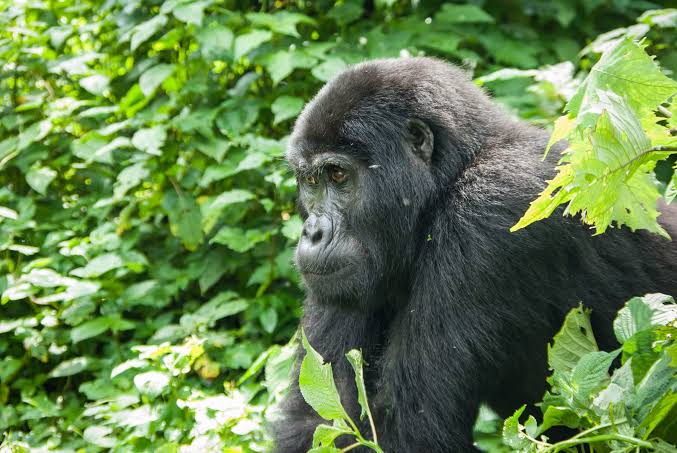 Gorilla Annual Visitor Numbers Uganda
