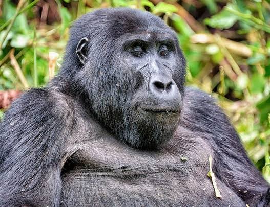 Gorilla Annual Visitor Numbers Rwanda