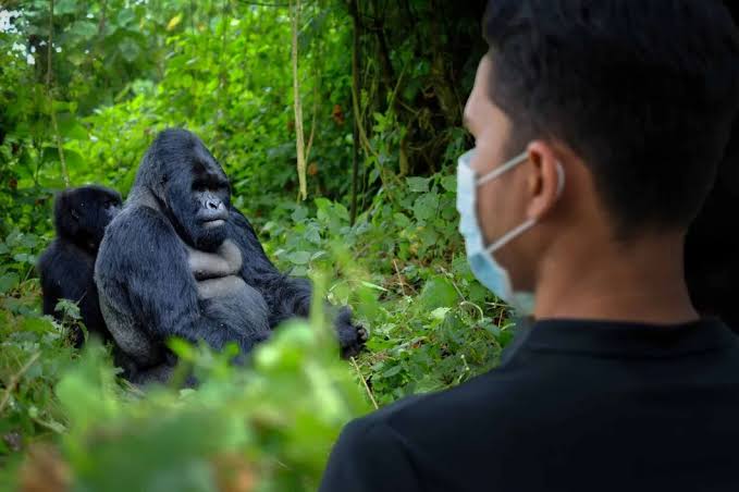 Gorilla Average Star Rating Operators