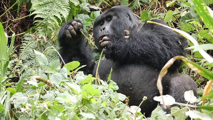 Gorilla Trekking Complaint Resolution