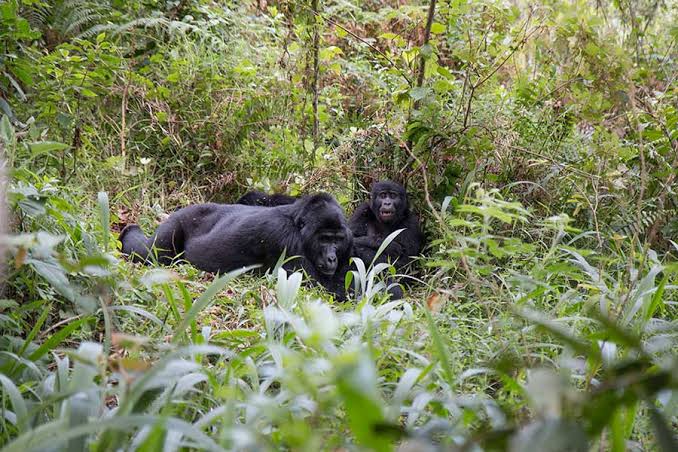 Gorilla Trekking Refund Dispute