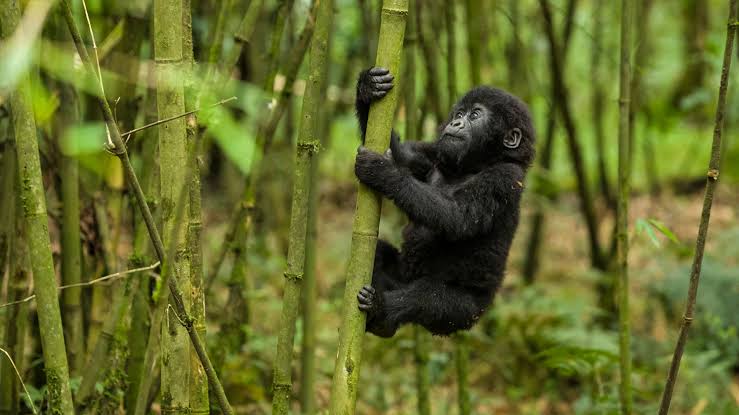 Gorilla Trekking Legal Rights Tourists