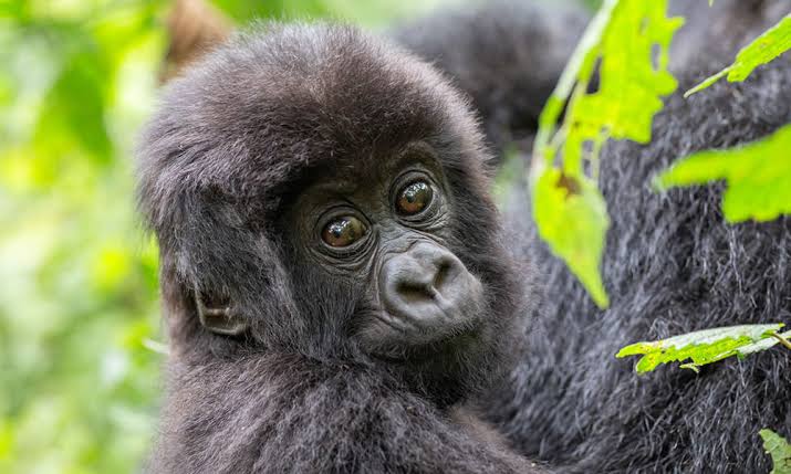 Gorilla Safari Force Majeure Policy