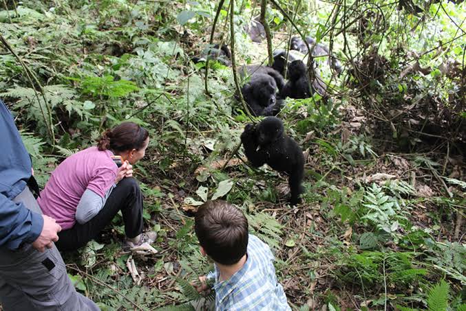 Gorilla Trekking Park Closure