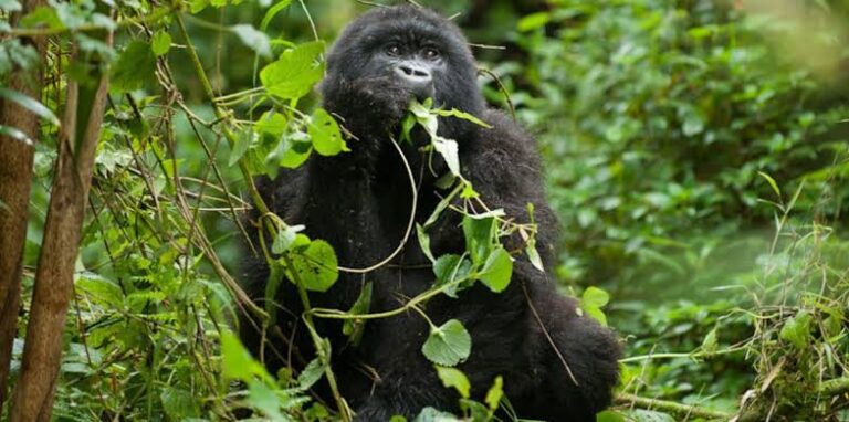 Gorilla Trekking Emergency Evacuation