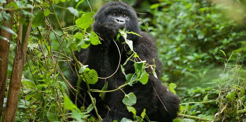 Gorilla Trekking Emergency Evacuation