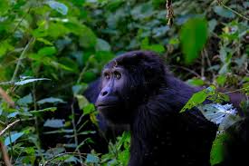 Gorilla Trekking Pharmacy Near Park