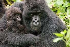 Drone Monitoring Gorilla Populations