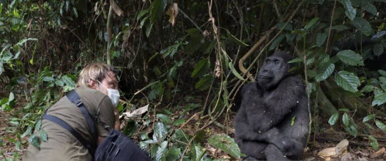 GPS Collar Gorilla Tracking Research