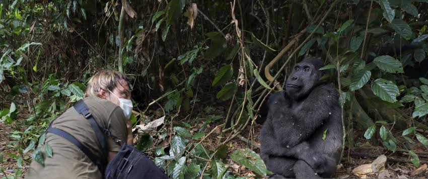 GPS Collar Gorilla Tracking Research