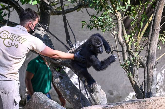 Gorilla DNA Testing Conservation