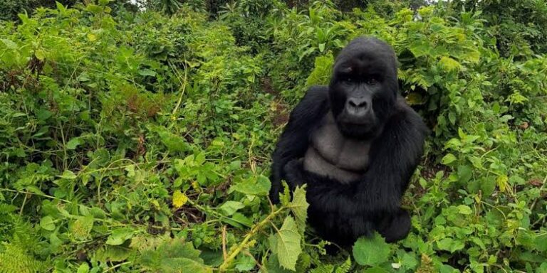 Gorilla Trekking Virtual Reality