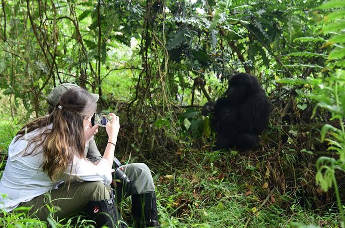 Gorilla Trekking 360 Video