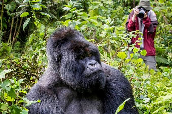 Gorilla Trekking Zoom Wildlife Talk