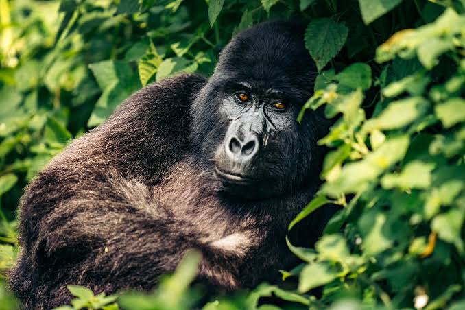 Online Gorilla Conservation Course