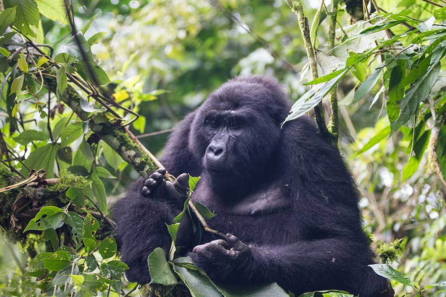 Gorilla Trekking Average Age Visitor