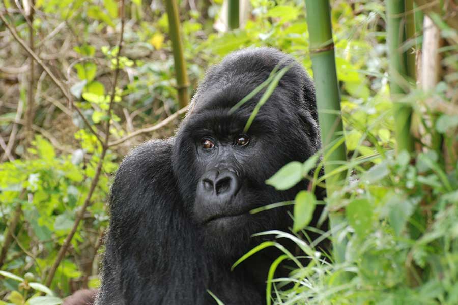 gorilla trekking memory card game