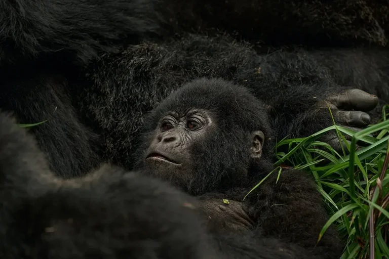 Gorilla Trekking Fake Operator Warning