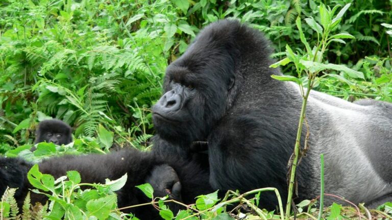 Gorilla Safari Live Stream Online