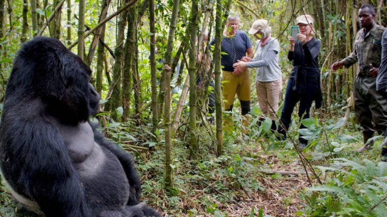 Gorilla Trekking Search Rescue Protocol