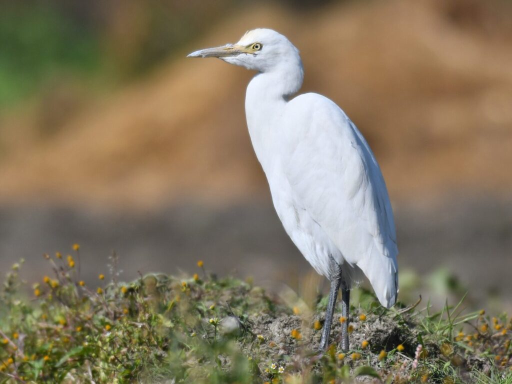 Top 10 Birds Bwindi Forest