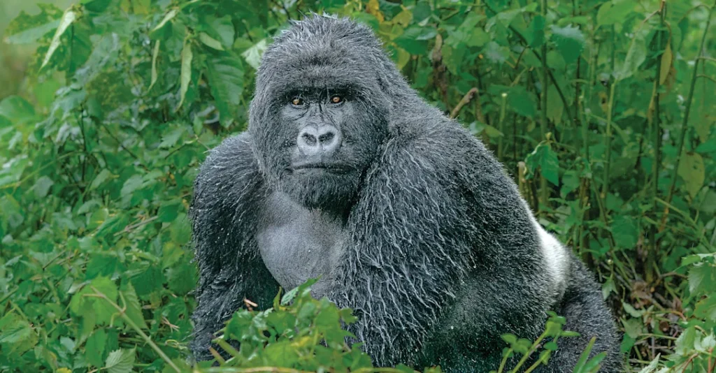 Mountain Gorilla Webinar Series: