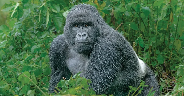 Mountain Gorilla Webinar Series: