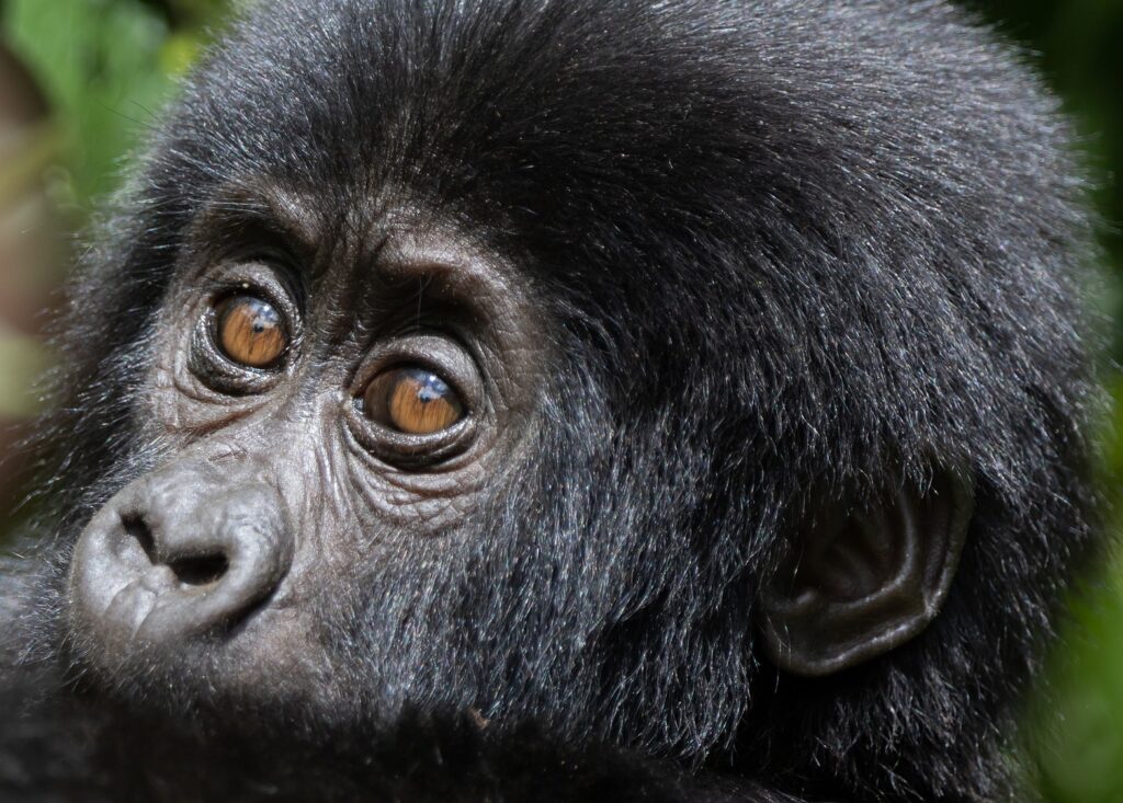 Gorilla Trekking Bisoke Volcano Hike Rwanda