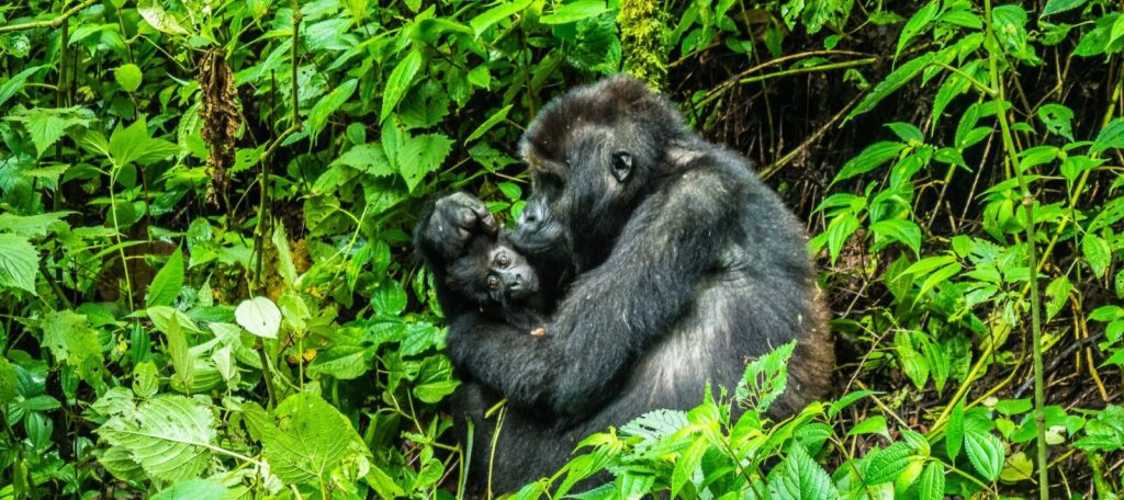 Goma DRC Gorilla Safari Base: